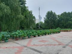 -莲花池公园