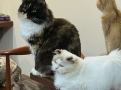 -楼上猫咖(罗湖店)
