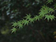 -橘子洲景区