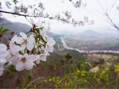iphone_upload_pic-樱花山风景区