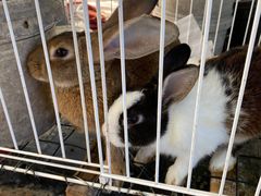 -马陆小张葡萄园农家乐