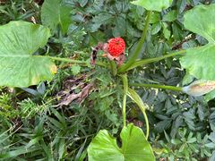-深圳仙湖植物园