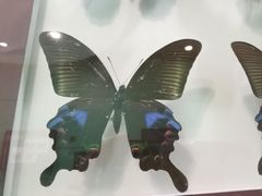 -上海昆虫博物馆