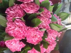 盛世荣兰花艺-盛世荣兰花艺