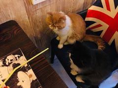 -名猫咖啡馆·撸猫·拼豆