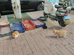 -南肖墙丸子汤(总店)