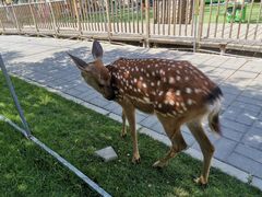 -北京鹿世界主题园