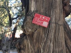 -北京市劳动人民文化宫(太庙)