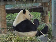 -上海野生动物园