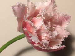 -杭州街角花屋花店(闻堰店)