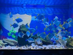 -烟台海昌鲸鲨海洋公园