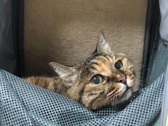 -纳吉亚猫专科动物医院博雅分院