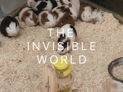 -怪兽屋·羊驼·猫咖·狗咖(俊华广场店)