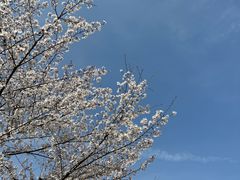 -顾村公园