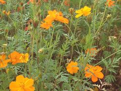 -艾溪湖湿地公园