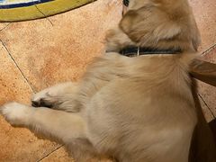 -火车头法国西餐厅