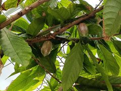 -歌斐颂巧克力小镇