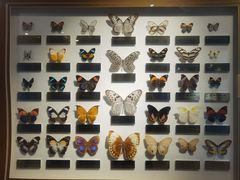 -上海昆虫博物馆