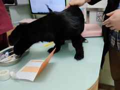 -宠福鑫康馨动物医院·骨科·眼科