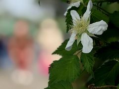 -树山生态村