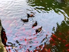-东湖落雁景区