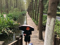 -合肥滨湖国家森林公园