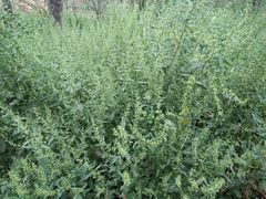 -三圣花乡旅游区