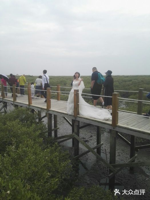 北海金海湾红树林生态旅游区图片