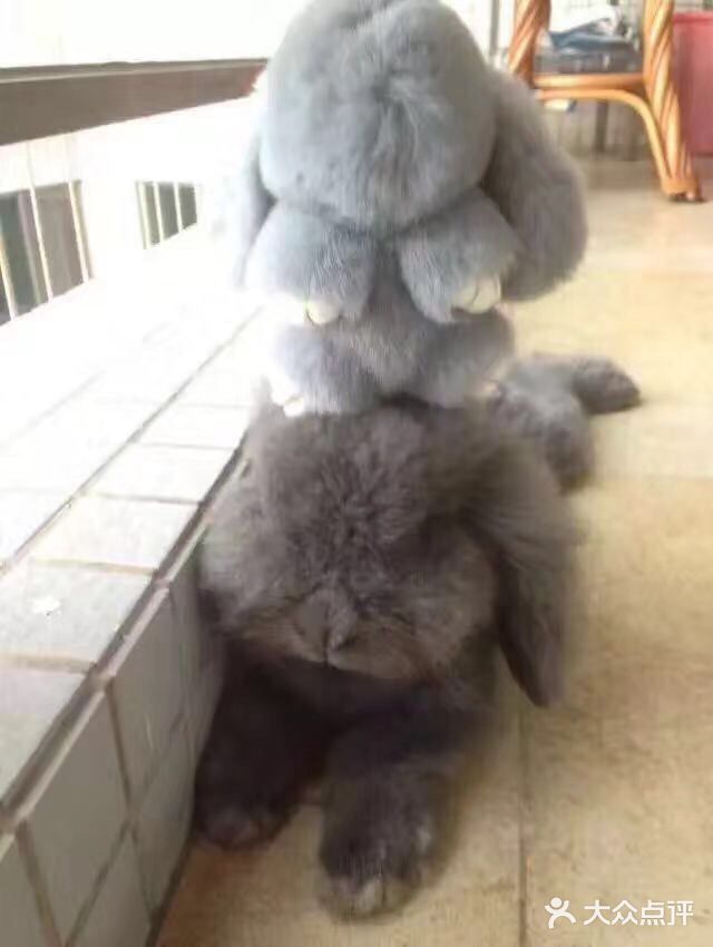 我最喜欢😘得小兔兔