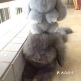 我最喜欢😘得小兔兔