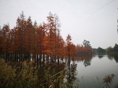 -白鹭湾湿地公园