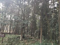 -铁山坪森林公园