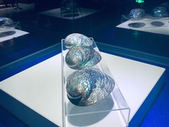 -贝壳王国博物馆
