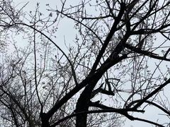 -荔枝公园(福田区)