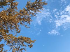 -千年银杏谷文化旅游区