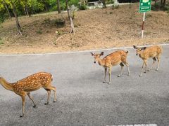 -清迈夜间动物园