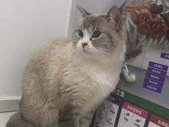 -瑞派雷欧宠物医院·中兽医·眼科·急重症转诊中心(黄台店)