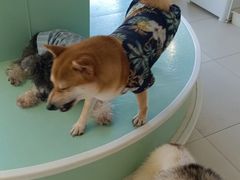 -怪兽屋·羊驼·猫咖·狗咖(俊华广场店)