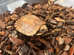 -灵龟之家百象馆(百象馆联合旗舰店)