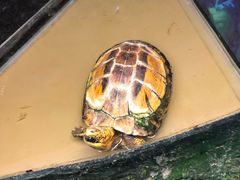 -上海大自然野生昆虫馆(东方明珠·爬宠昆虫探索中心)