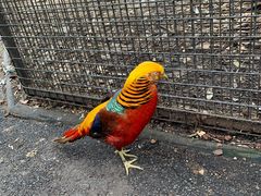 -费瑟代尔野生动物园