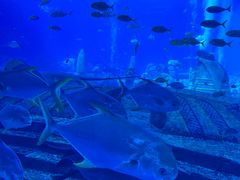 -亚特兰蒂斯•OSSIANO奥西亚诺海底餐厅