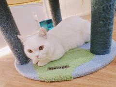 -COLOR PETS 撸猫馆·购猫·猫咖(长风大悦城店)