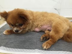 -伟伟宠物医院·CT影像中心·瑞派犬猫综合性门诊(汉口总院)