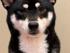 -和它·交个朋友·狗咖猫咖(爱琴海店)