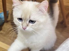 -滚猫咖啡·猫咖·猫友好撸猫(未来城店)