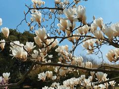 -上海共青森林公园