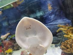 -上海海洋水族馆