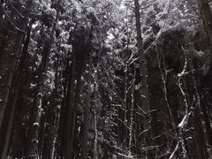 -武陵山森林公园