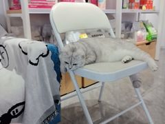 -爱洗澡的猫(望京店)